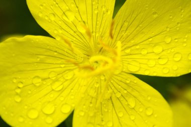 güzel bir makroyu kapatın ve tam güneşli hayat tipik dışında bir yeşil çim arka plan bahar düğün çiçeği açık