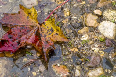 akçaağaç yaprağı azıyorum