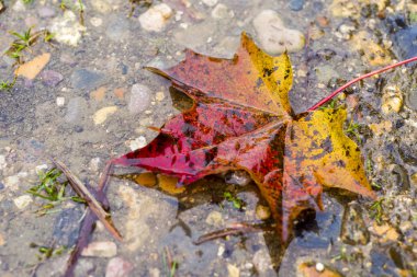 akçaağaç yaprağı azıyorum