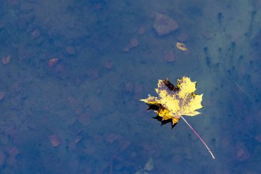 akçaağaç yaprağı azıyorum
