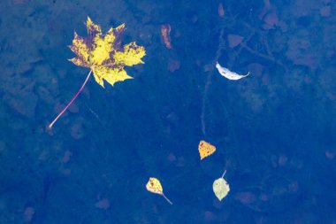 akçaağaç yaprağı azıyorum