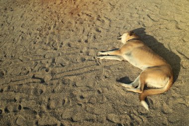 Melez köpek sokak sarışın, sahil kumu üzerinde yalan