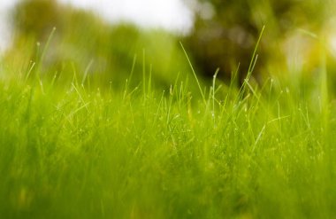 Güneş ışınları altında yeşil çimen.
