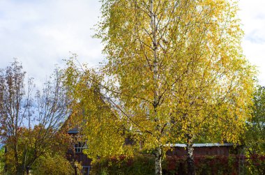 Huş sarı sıcak bir sonbahar günü bırakır.