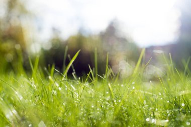 Güneş ışınları altında yeşil çimen.