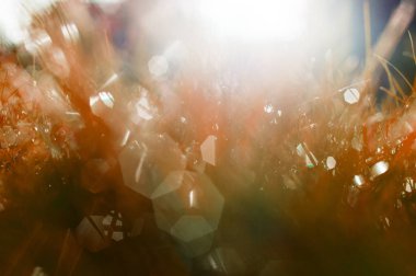 Güneş ışınları altında kırmızı çimen.