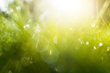 Güneş ışınları altında yeşil çimen.