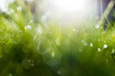 Güneş ışınları altında yeşil çimen.