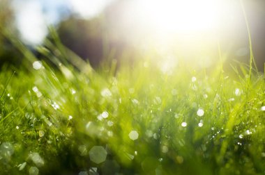 Güneş ışınları altında yeşil çimen.