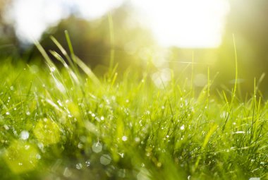 Güneş ışınları altında yeşil çimen.