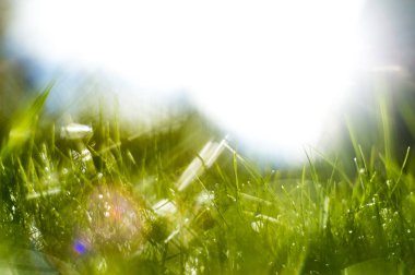 Güneş ışınları altında yeşil çimen.