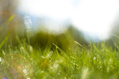 Güneş ışınları altında yeşil çimen.