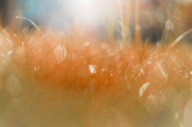 Güneş ışınları altında kırmızı çimen.