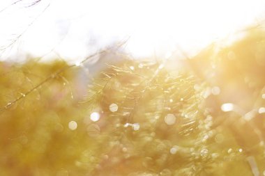 Shatavari (kuşkonmaz racemosus Willd taze yeşil çalı.)