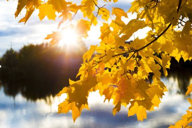 Güneşin gölet yakınındaki dallarında akçaağaç