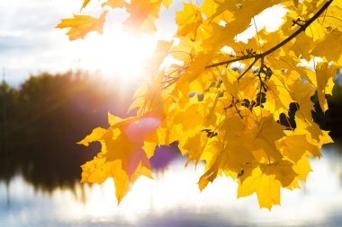 Güneşin gölet yakınındaki dallarında akçaağaç