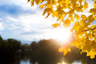 Güneşin gölet yakınındaki dallarında akçaağaç