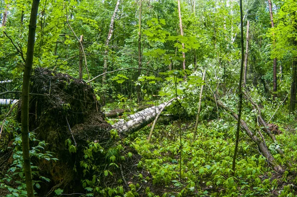 Storm Damage Fallen Trees Forest Storm — Stock Photo, Image