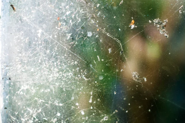 Penceredeki örümcek ağı