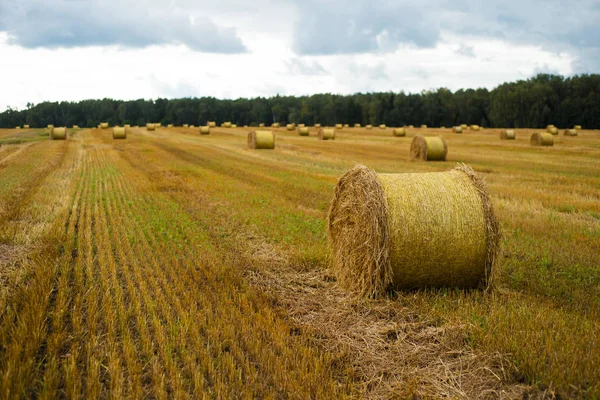 Saman balyası. Gökyüzü tarımsal alan. Çiftlik arazisindeki kırsal doğa. Çayırda saman var. Yazın sarı buğday hasadı. Kırsal doğa manzarası. Tahıl hasadı, hasat..