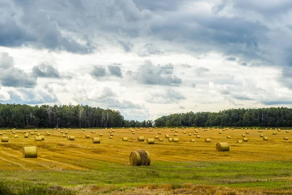 Saman balyası. Gökyüzü tarımsal alan. Çiftlik arazisindeki kırsal doğa. Çayırda saman var. Yazın sarı buğday hasadı. Kırsal doğa manzarası. Tahıl hasadı, hasat..