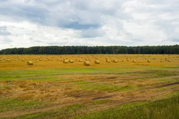 Saman balyası. Gökyüzü tarımsal alan. Çiftlik arazisindeki kırsal doğa. Çayırda saman var. Yazın sarı buğday hasadı. Kırsal doğa manzarası. Tahıl hasadı, hasat..