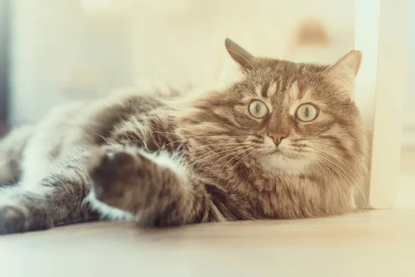 Maine Coon Kočka Leží Obýváku Podlaze — Stock fotografie