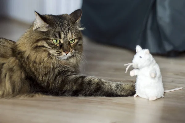 Principal Gato Mapache Jugando Con Ratón —  Fotos de Stock