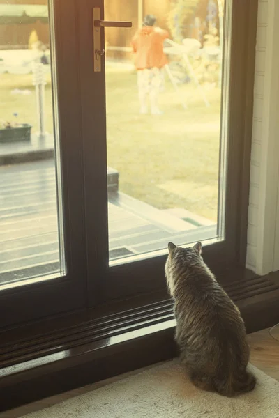 Main Coon Gatto Attesa Vicino Alla Porta Vetro — Foto Stock