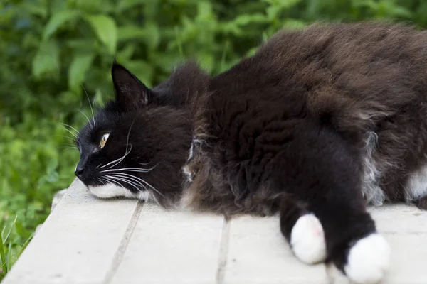 Yorgun ve kiremit doğada yatan kedi