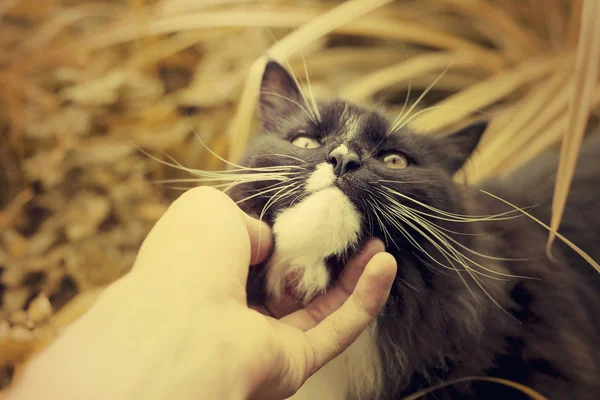 一个男人抚摸着他心爱的黑毛猫 — 图库照片