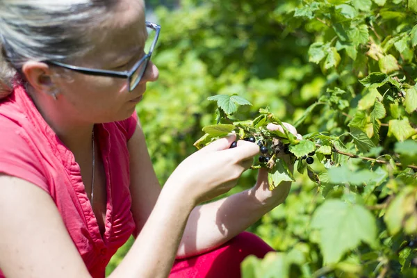 Kadın malzeme çekme taze organik siyah frenk üzümü bir bahçe çalılıkların üzerinden