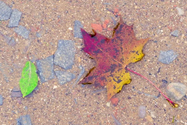 akçaağaç yaprağı azıyorum