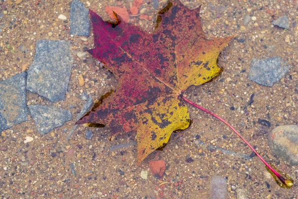 akçaağaç yaprağı azıyorum