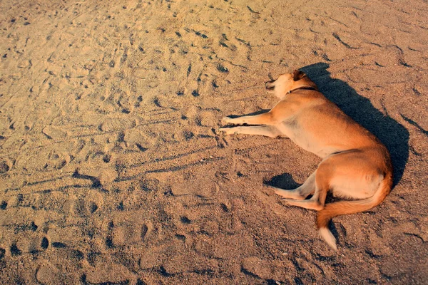 Melez köpek sokak sarışın, sahil kumu üzerinde yalan