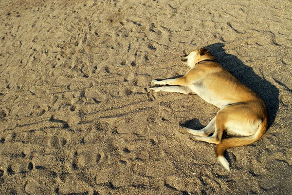 Melez köpek sokak sarışın, sahil kumu üzerinde yalan