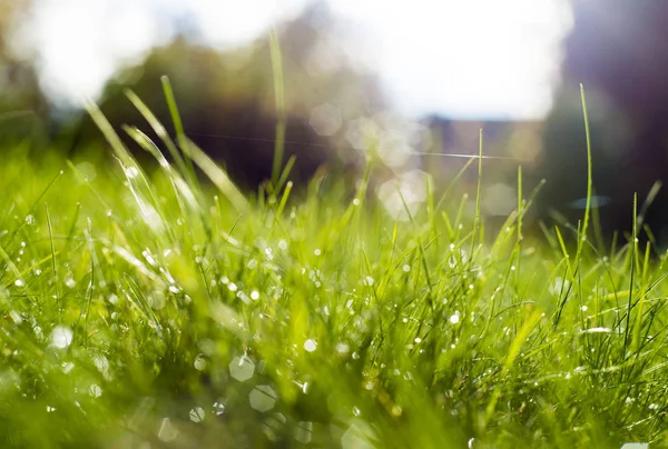 Güneş ışınları altında yeşil çimen.