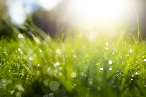 Güneş ışınları altında yeşil çimen.