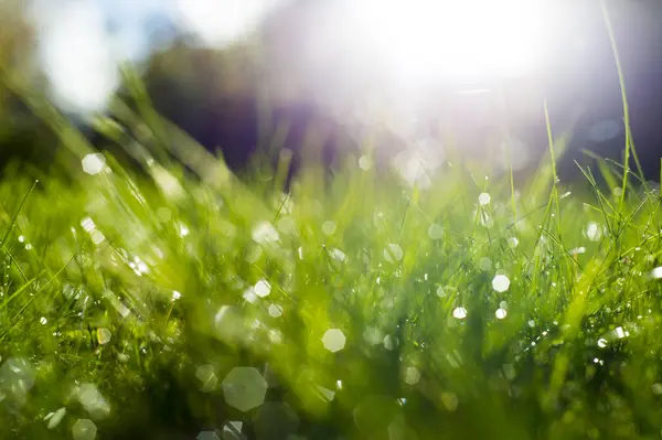 Güneş ışınları altında yeşil çimen.