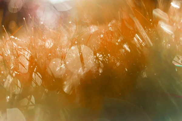 Güneş ışınları altında kırmızı çimen.