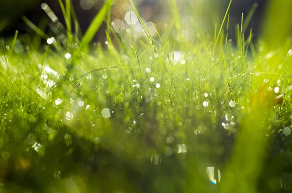Güneş ışınları altında yeşil çimen.