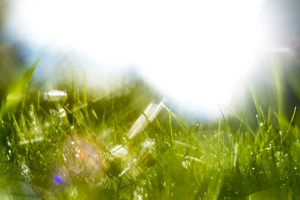 Güneş ışınları altında yeşil çimen.