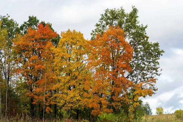 Sonbaharda akçaağaç