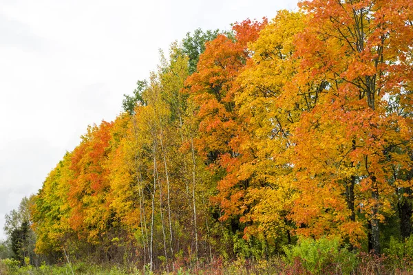 Sonbaharda akçaağaç