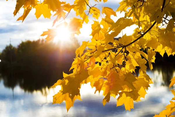 Güneşin gölet yakınındaki dallarında akçaağaç