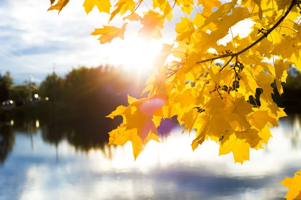 Güneşin gölet yakınındaki dallarında akçaağaç