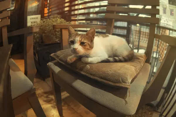 Bir kafede bir sandalyede oturan sevimli kedi.