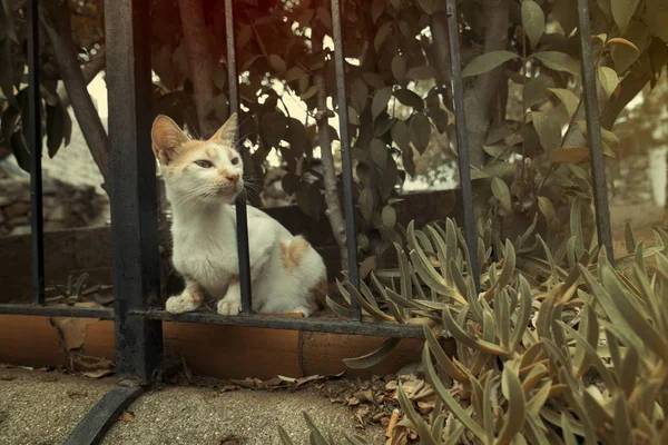Bliska Strzał Piękny Kot Zerkające Przez Kraty Ogrodzenia Metalowe Czarne — Zdjęcie stockowe