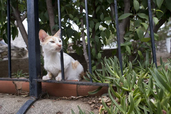 Primo Piano Colpo Bel Gatto Sbirciando Attraverso Barre Recinzione Metallo — Foto Stock