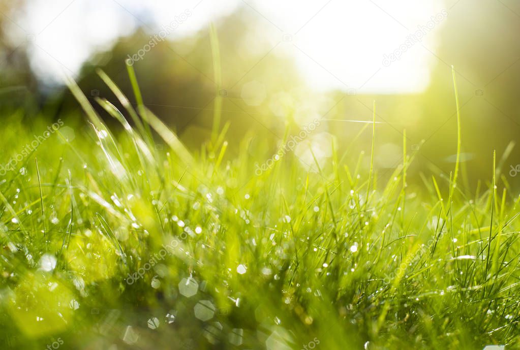 Green grass under rays of sun.